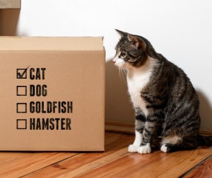 moving pets safely