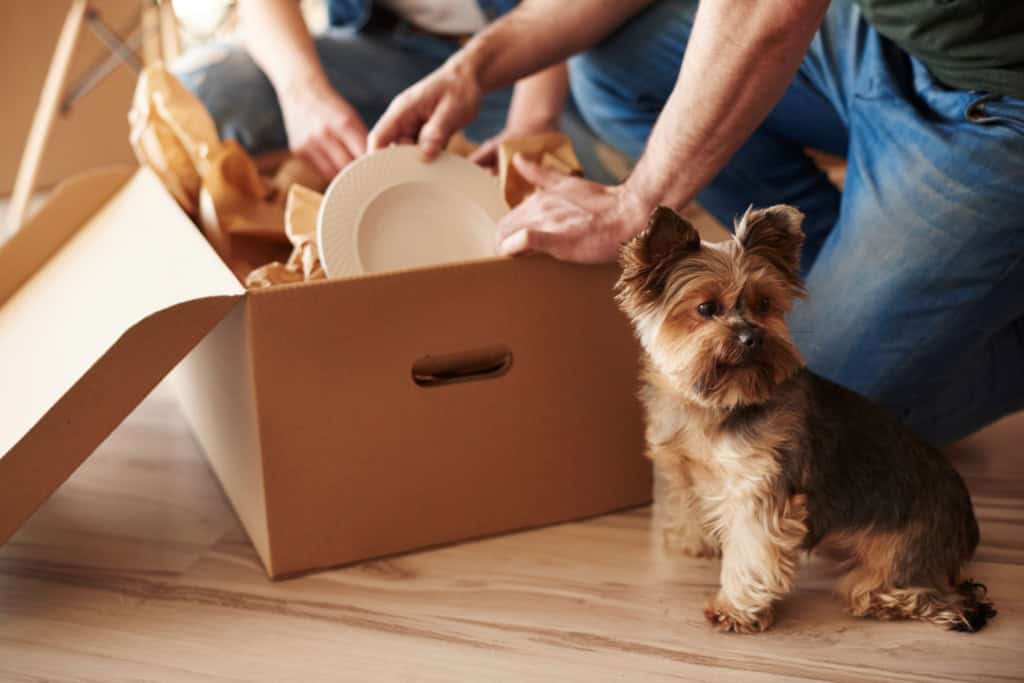 Moving with Pets: A Complete Guide for Pet Owners