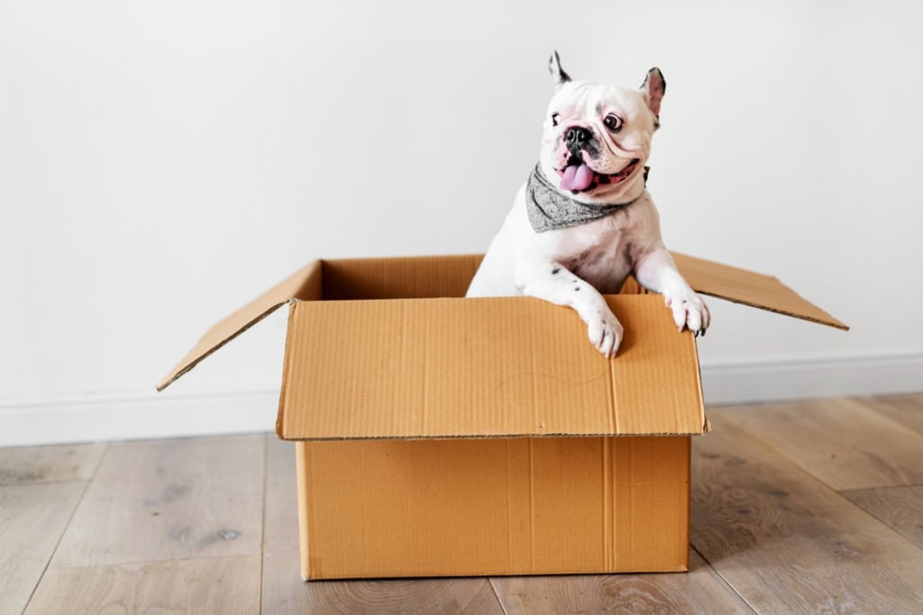 Happy bulldog sitting inside cardboard box on floor.